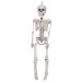 12 Inch Plastic Realistic Skeleton Promotions - 0